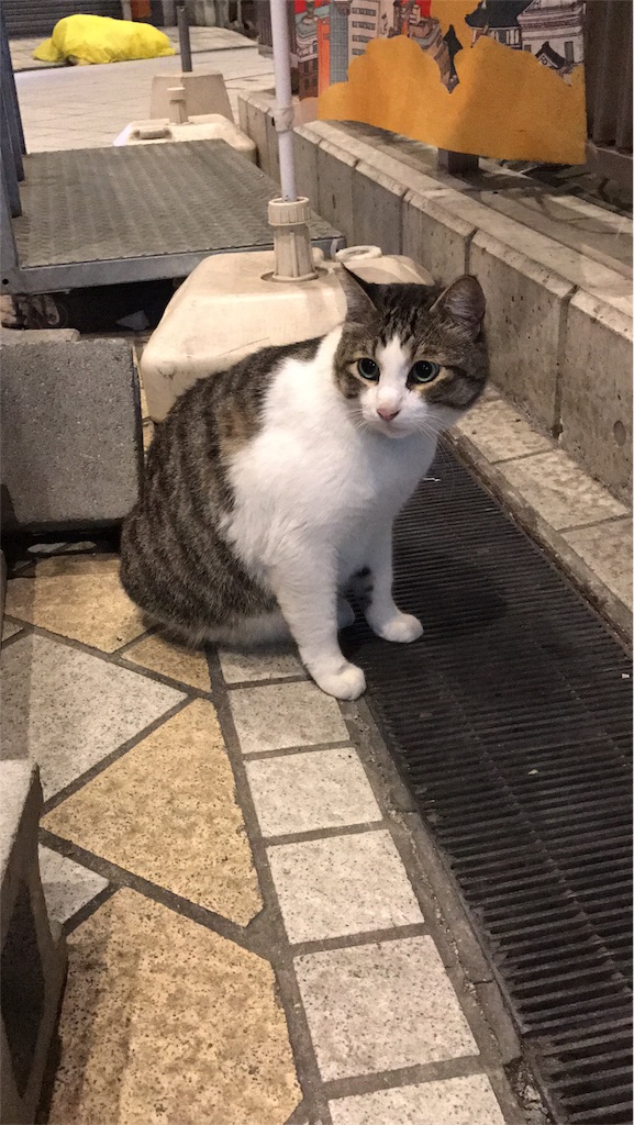 f:id:shinyboy:20180312192004j:image 猫