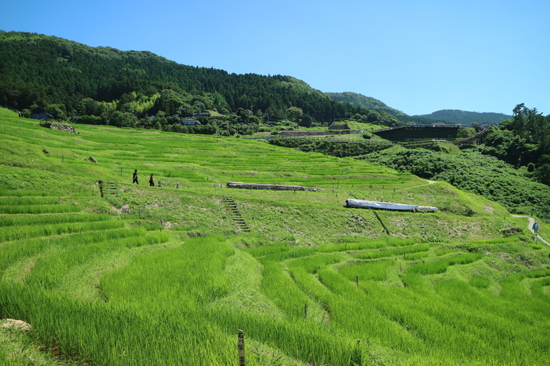 白米千枚田