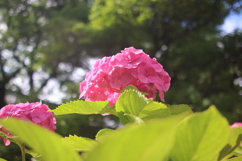 智積院のあじさい苑