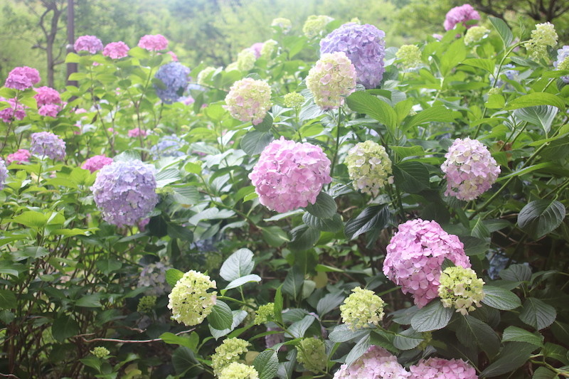 京都智積院の紫陽花は今まで見た中で1番綺麗かも