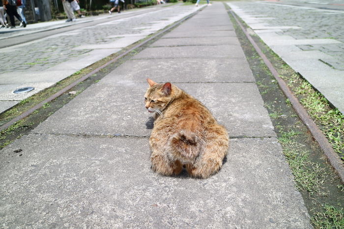 猴硐にいるネコ