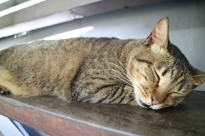 猴硐通路にいた猫