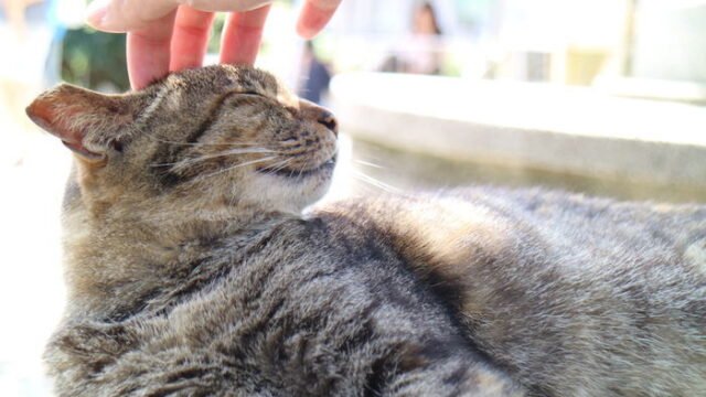 猴硐 ホウトン ネコ好きにはたまらない台湾にある猫村の魅力を写真で紹介