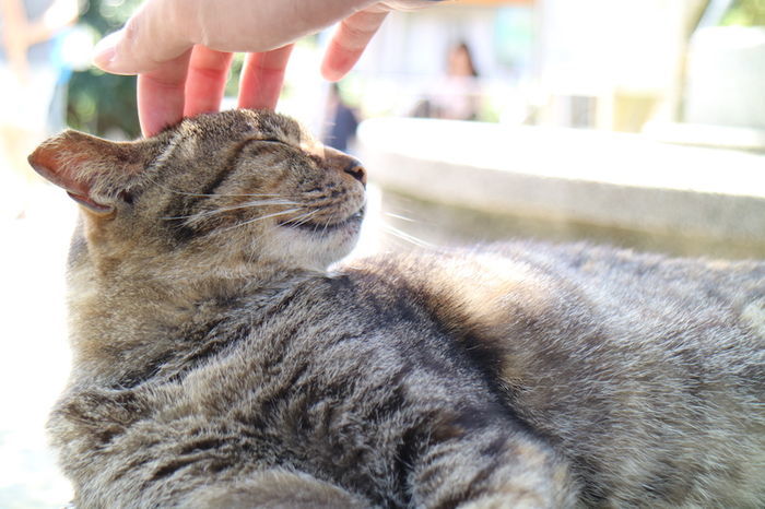 猴硐 ホウトン ネコ好きにはたまらない台湾にある猫村の魅力を写真で紹介