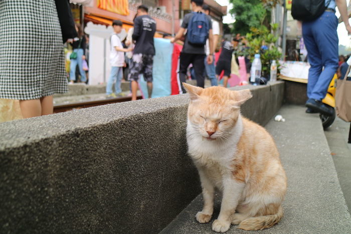 十分にいた猫