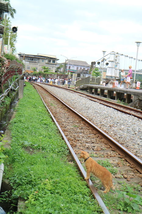 十分にいた猫