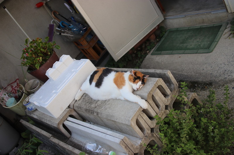 愛知県豊田市 猫