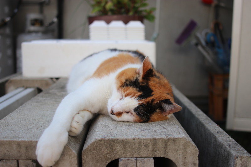 愛知県豊田市 猫