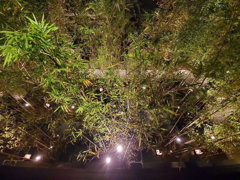 京都悠洛ホテルＭギャラリーの竹林