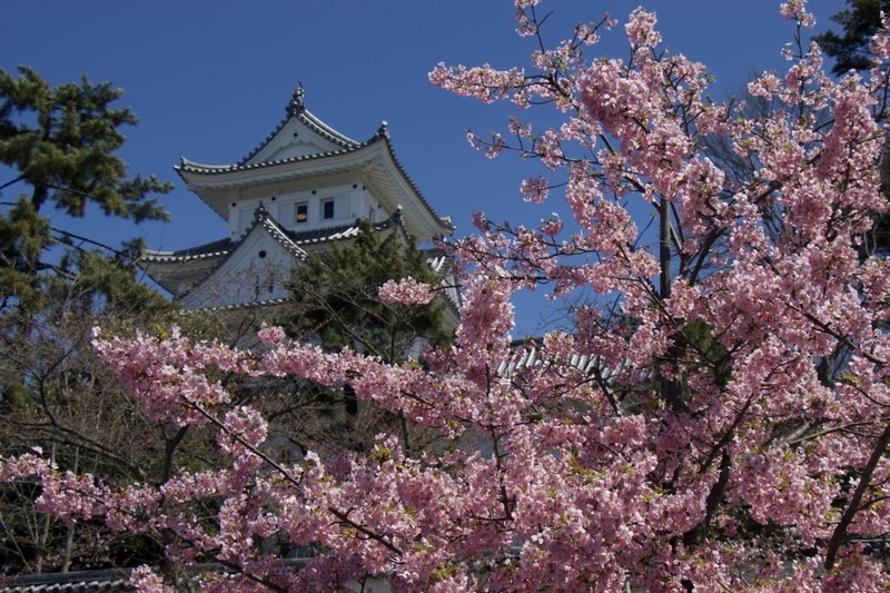 日本の風物詩 桜をオンラインで楽しもう（桜の風景）