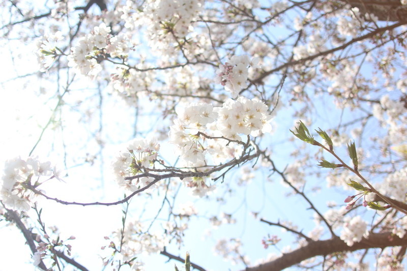 日本の風物詩桜の風景