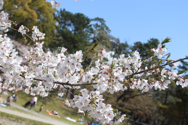 日本の風物詩桜の風景