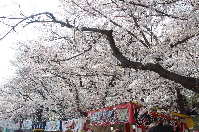 日本の風物詩桜の風景