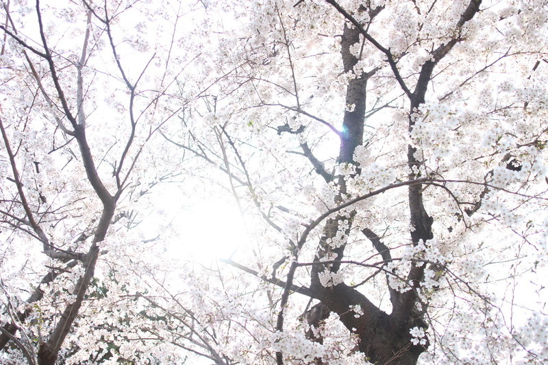 日本の風物詩桜の風景