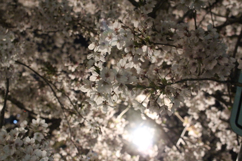 日本の風物詩桜の風景