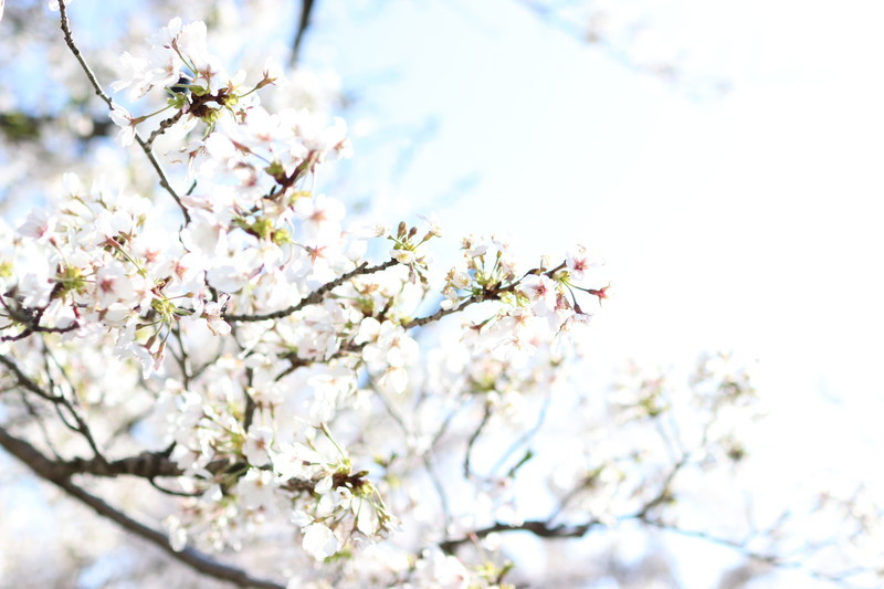 日本の風物詩桜の風景