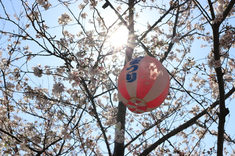 日本の風物詩桜の風景