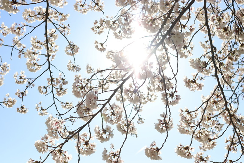 来年こそはコロナで自粛することなく平和に桜祭りで花見をしたいね