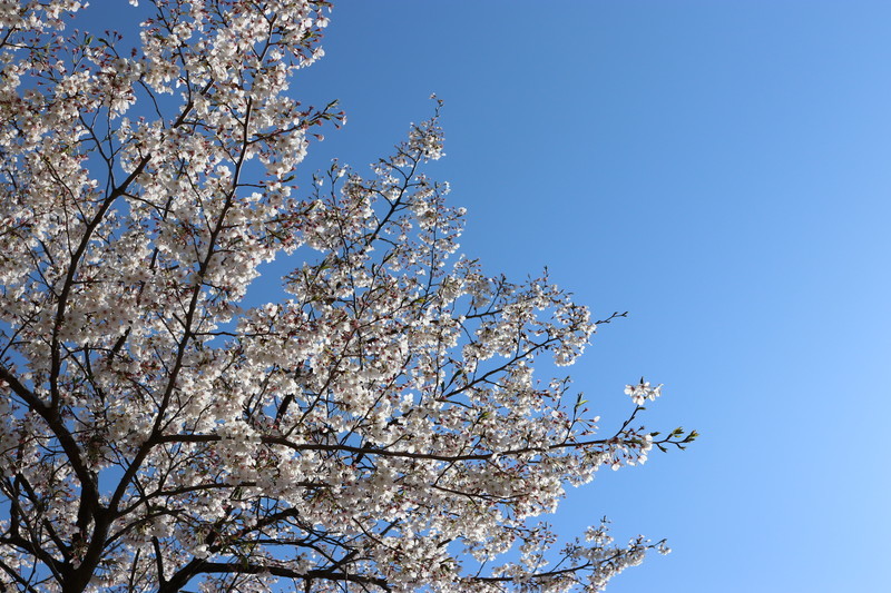 日本の風物詩桜の風景