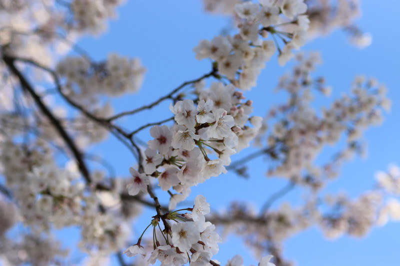 日本の風物詩桜の風景