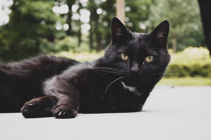 メルカリ発送方法① らくらくメルカリ便　黒猫の写真