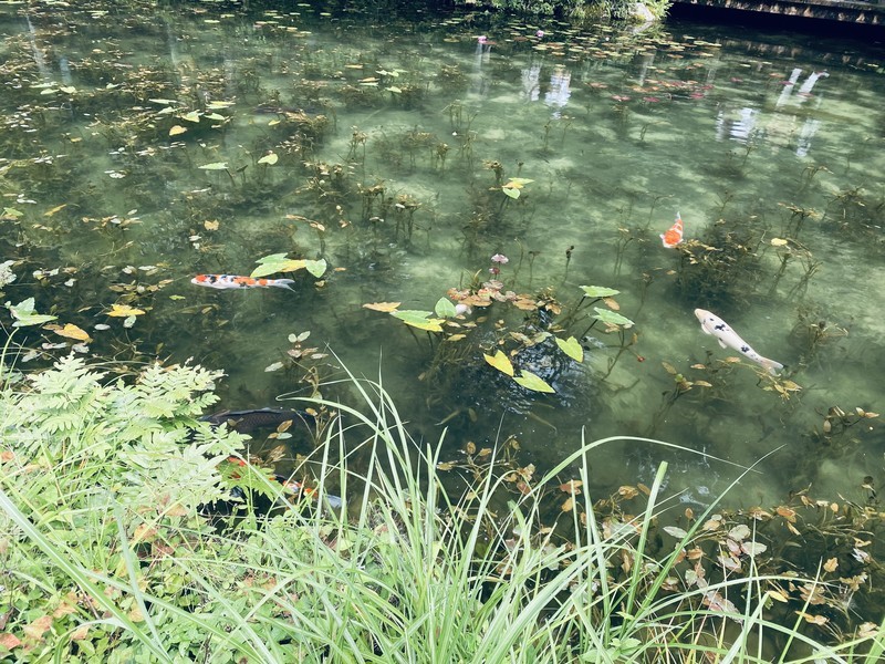 岐阜にあるモネの池はSNSで見るよりも断然生で見る方が美しかった