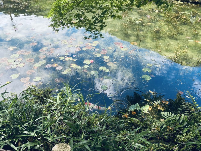 岐阜 モネの池