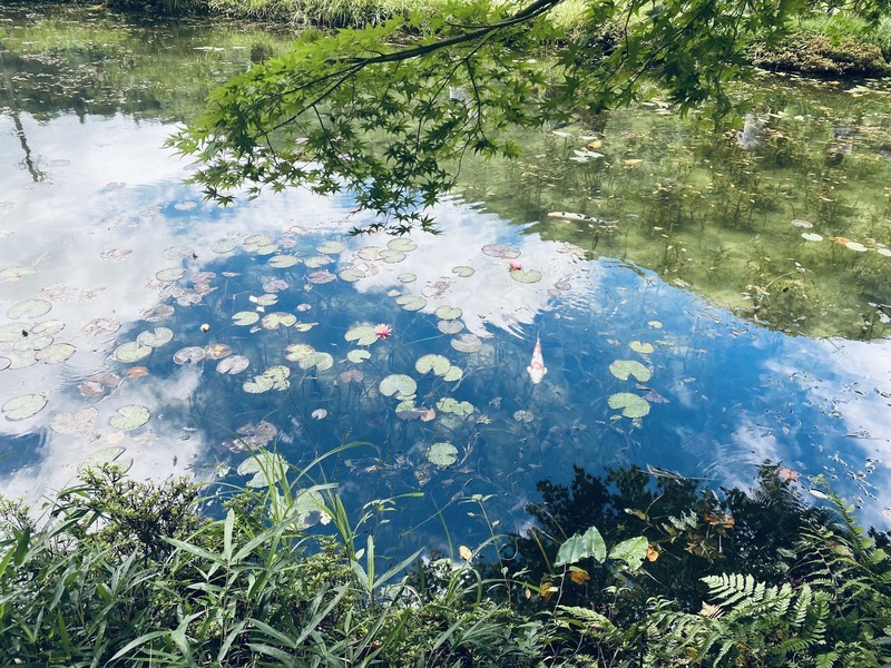 岐阜 モネの池左側（神社側）から撮影した場合の写真
