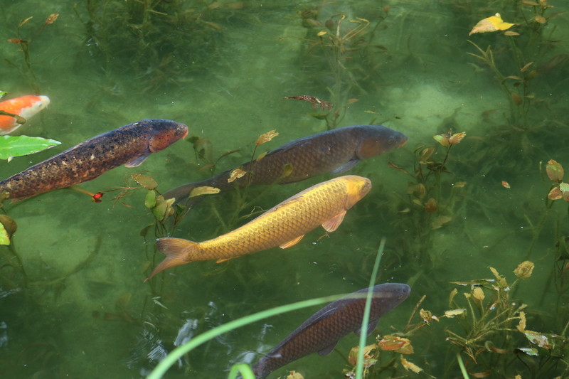 岐阜 モネの池 見れたら金運UPするかも⁉︎金色の鯉がいる