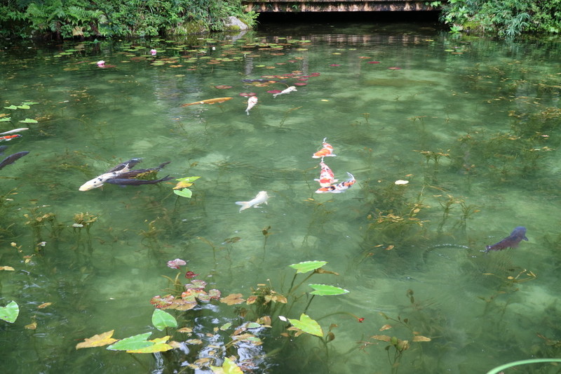 岐阜 モネの池右側（道路側）から撮影した場合の写真