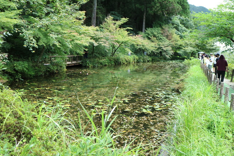 岐阜 モネの池 綺麗な写真を撮るおすすめの構図は？