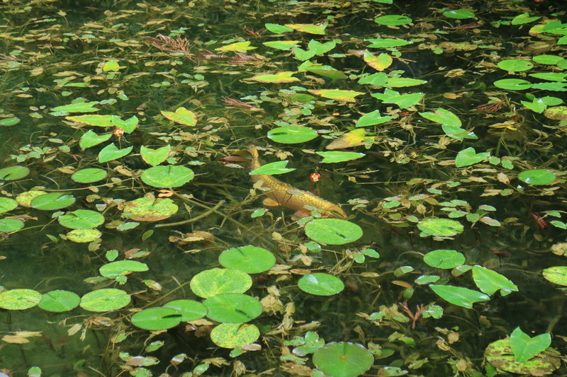 岐阜 モネの池 黄金の鯉