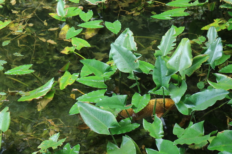 岐阜 モネの池 黄金の鯉