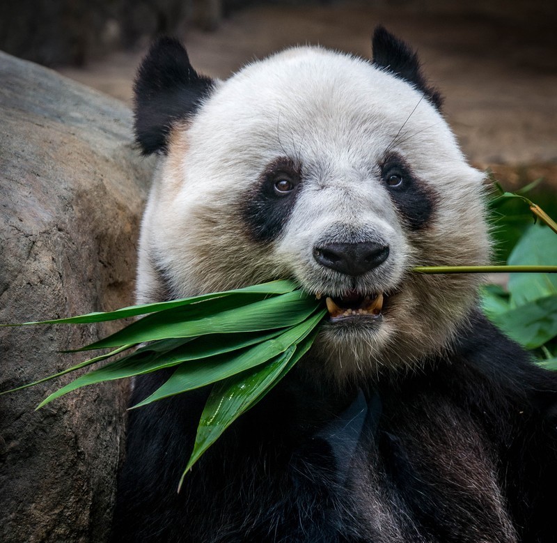 目の周りにクマがある