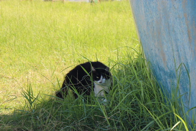 沖縄県南城市の奥武島の猫好きにはたまらない猫島と呼ばれている