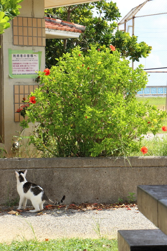 沖縄県南城市の奥武島のにいる猫たちをうまく写真を撮る方法は？