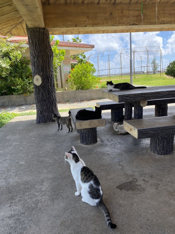 沖縄県南城市の奥武島の猫好きにはたまらない猫島と呼ばれている