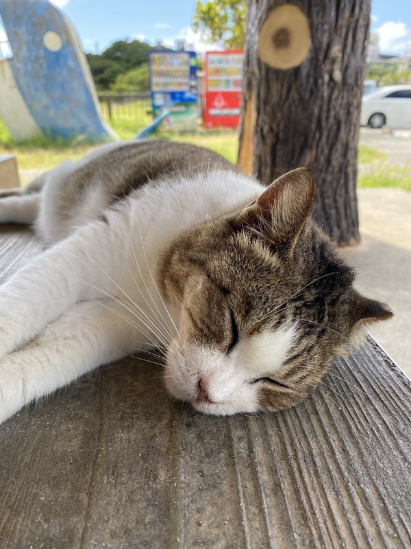 沖縄県南城市の奥武島のにいる猫たちをうまく写真を撮る方法は？