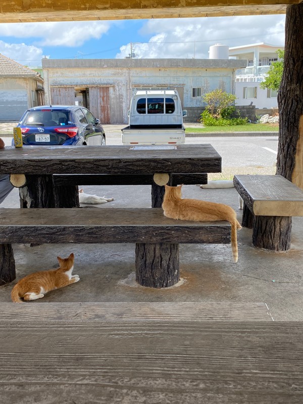 沖縄県南城市「奥武島」猫好きにはたまらない猫島と呼ばれている