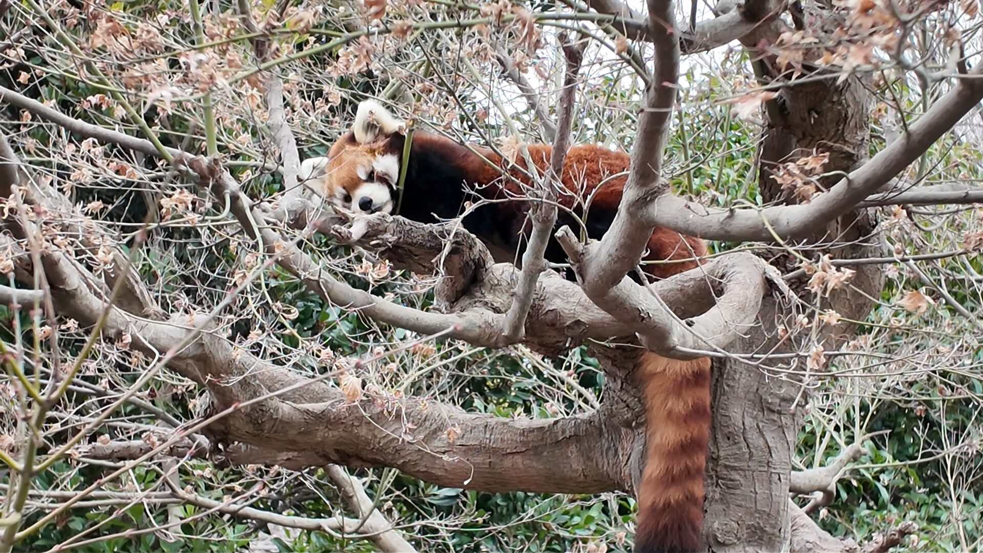 市川市動植物園 レッサーパンダ 餌やり時間
