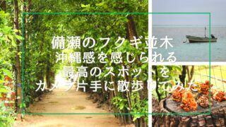 Bise Fukugi tree-lined streets in Okinawa